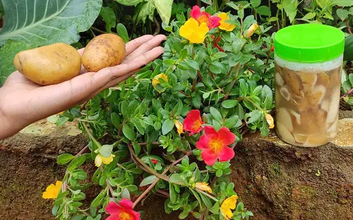 Use Them in Composting