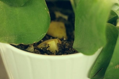 Potato Peel and Slices Uses in the Garden 2