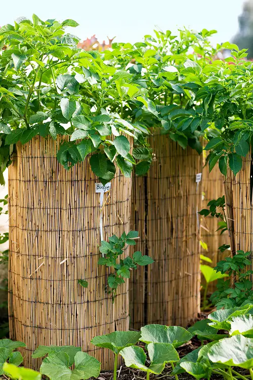 Ideas for Building a Diy Vertical Plant Tower