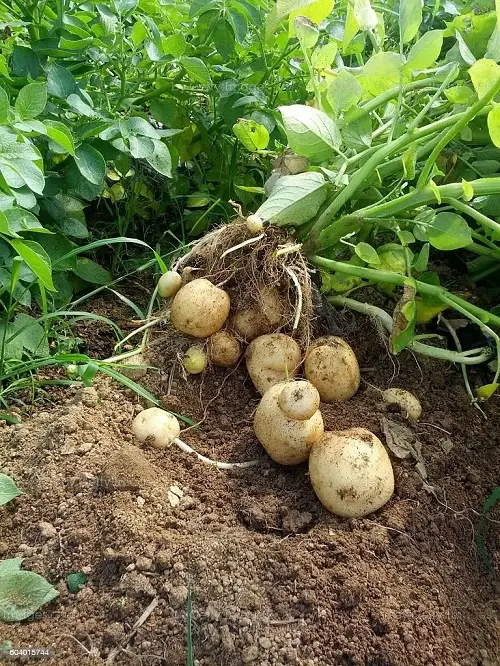 Unknown Vegetables Produced by Humans
