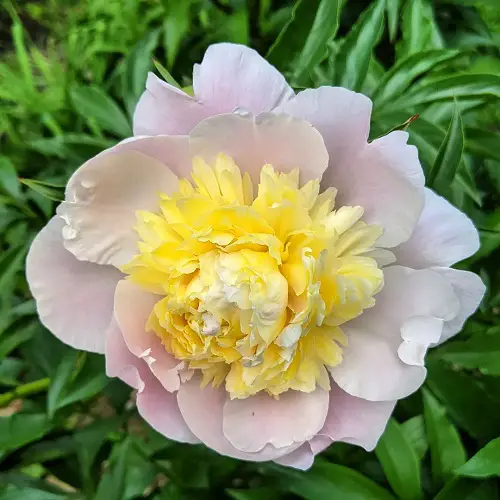 Stunning Yellow Peony Plant Varieties for Gardens