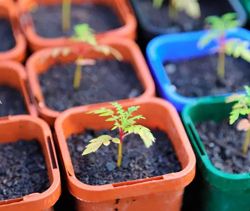 Grevilleas in a Pot: Grow 1