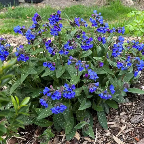 best Outdoor Plants That Grow Without Sunlight