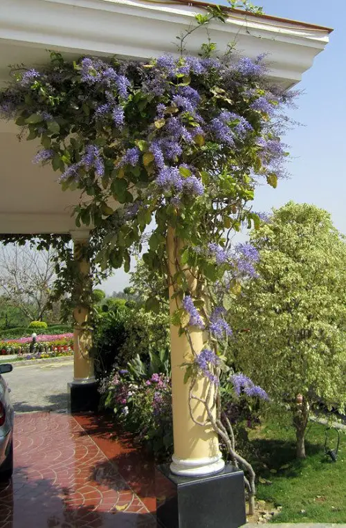 Best Vines and Climbers for the Patio