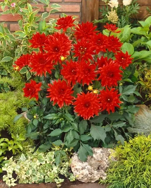 top Red Dahlia Varieties for the Garden
