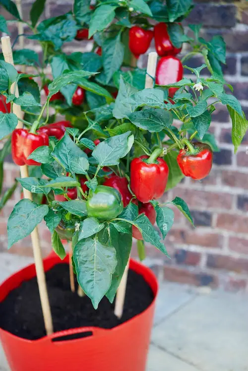 best Vegetables To Grow For An Edible Italian Garden