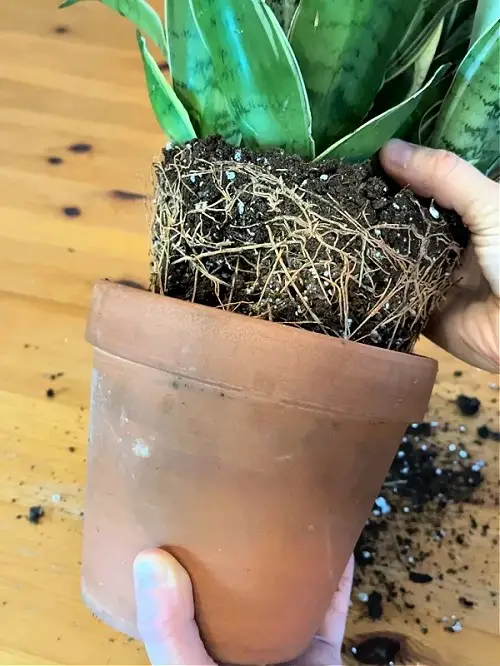 root system in healthy Snake Plant