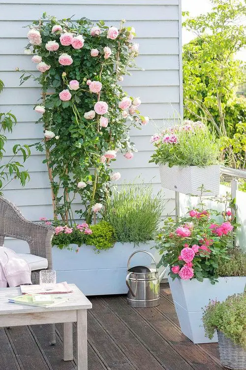 top Gorgeous Climbers and Vines for the Patio and Balcony