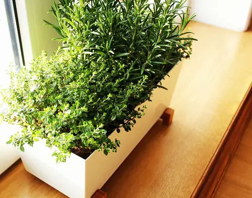 Best Window Box Herbs to Grow