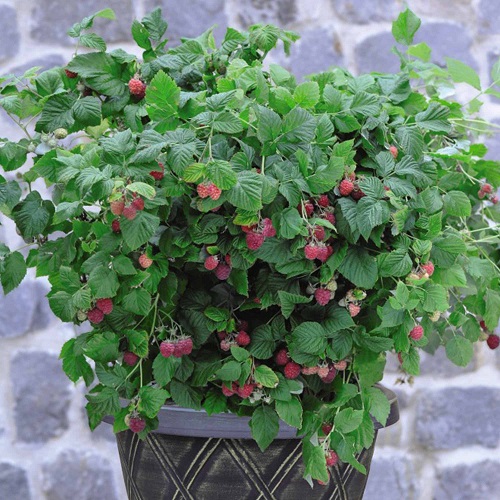 Raspberry in black pot