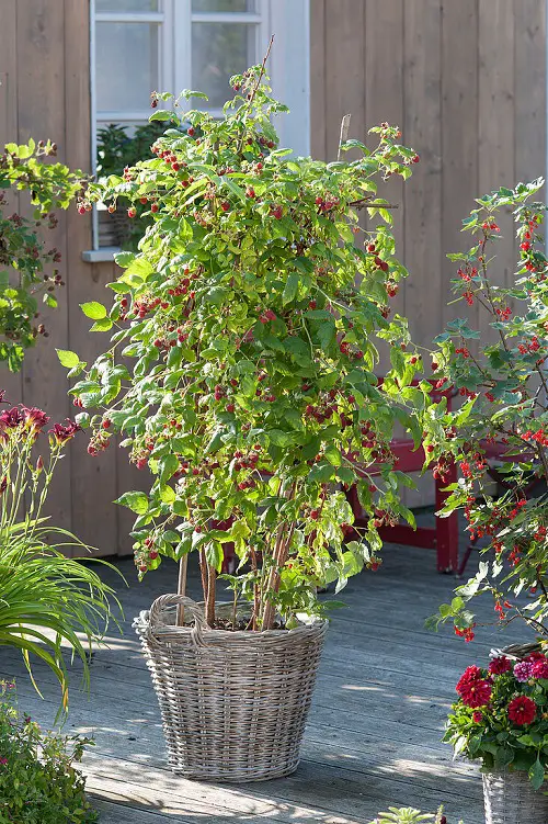 Rosemary Companion Plants raspberry