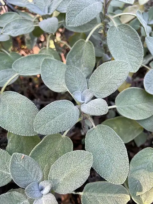 best Plants That Aren't Good Garlic Partners