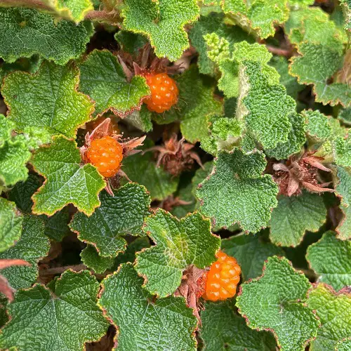 Types of Wild Berries to eat