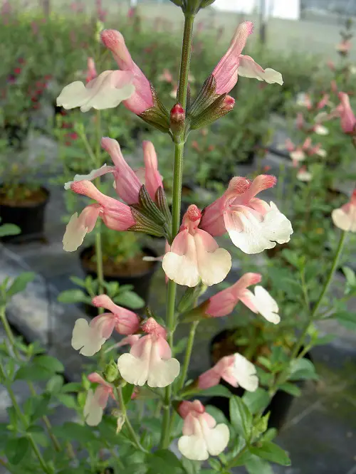 best Salvia varieties in a garden