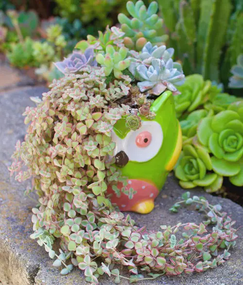 Best Spiller Filler Thriller Plants for Your Home and Garden