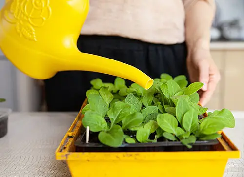 Secrets to Grow Sweetest do no Overwatering