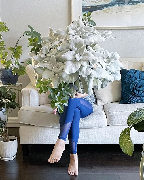 senecio Plants that Look Like a Work of Art