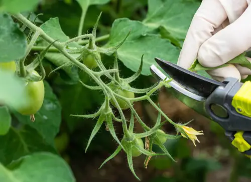 Tomato Plant Pruning for a Bumper Harvest