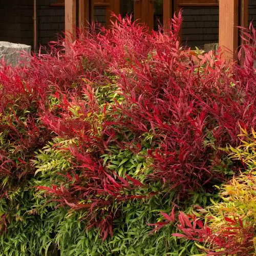 best Gorgeous Nandina Varieties Types 