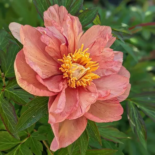 Gorgeous Garden Yellow Peony Varieties