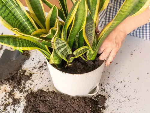 Unhealthy Snake Plant