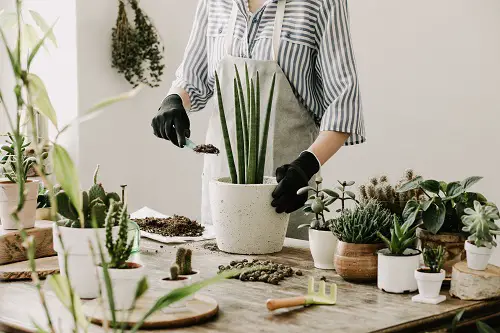 How to Force a Snake Plant to Produce Pups 
