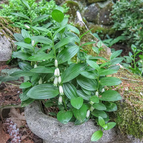 Outdoor Plants That Grow Without Sunlight in rock pot
