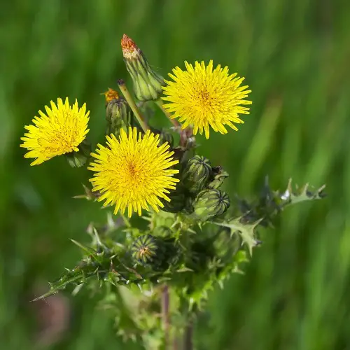 Blooms That Remind Me of Marigolds 2
