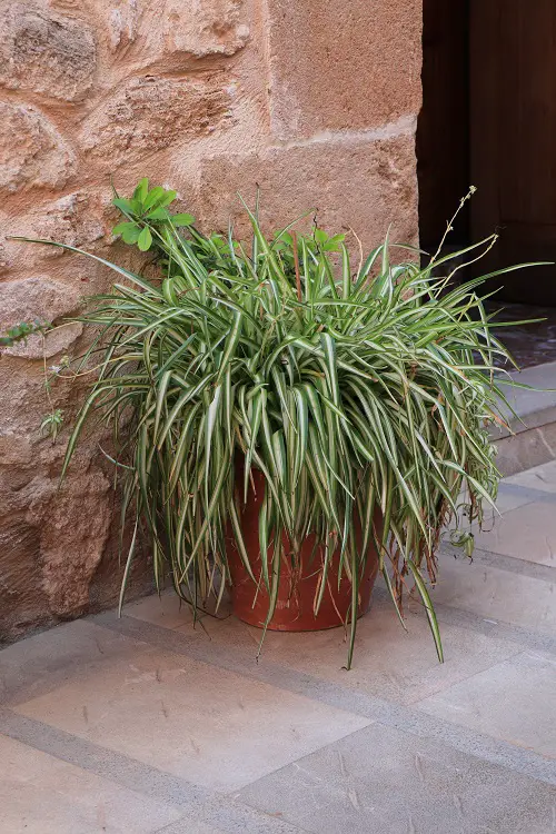 best How to Make a Spider Plant Bushier & Lush