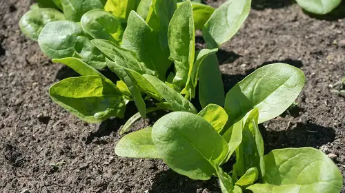 Best Watermelon Companion Plants