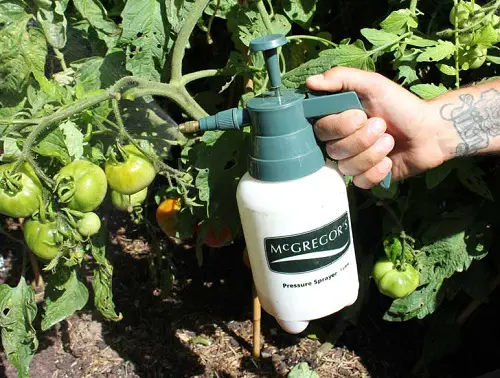 Epsom Salt for Tomatoes to Deter Pests