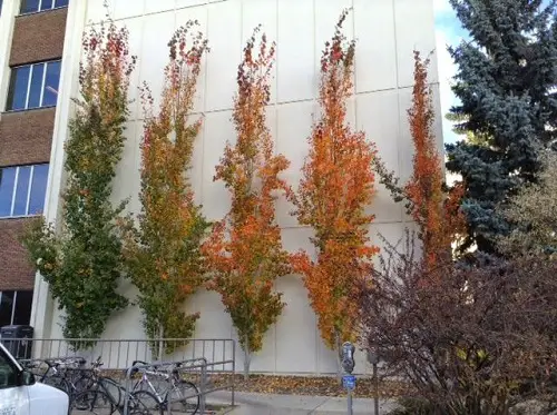 Plants for Curb Appeal