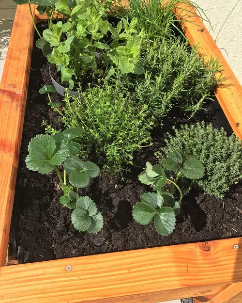 strawberry Rosemary Companion Plants