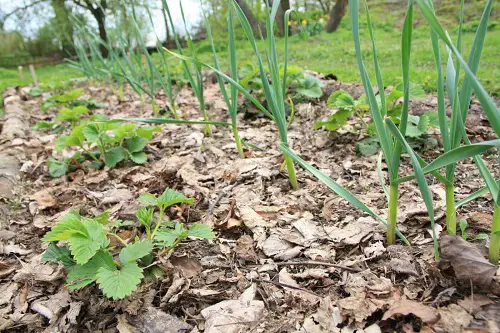 Unsuitable Plants to Grow Next to Garlic
