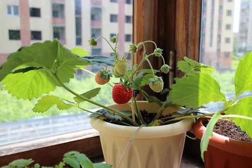 Strawberry potted plant 