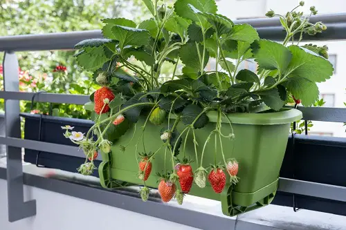 Fruits that Grow in Shade in balcony 