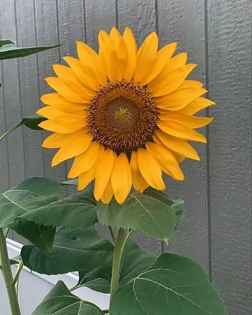 best August Birth Month Flowers 4
