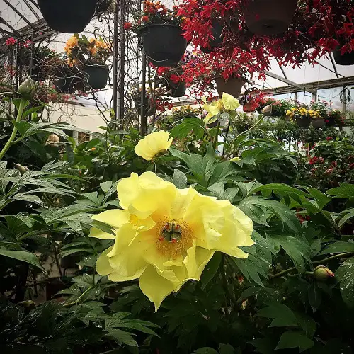 Absolutely Gorgeous Yellow Peony Plant Varieties for Gardens