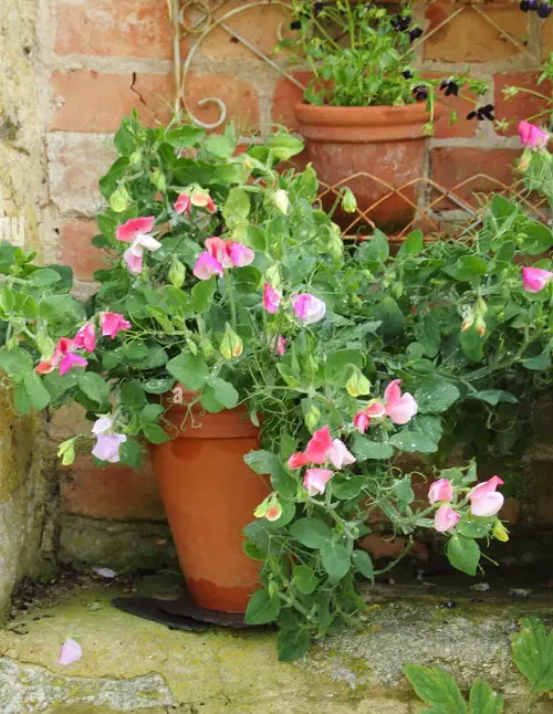 Flowers that Germinate in Less than 5 Days