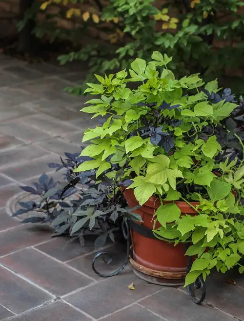 beautiful Vines and Climbers for the Balcony and Patio