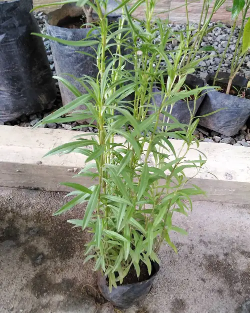 Florida's Top Herbs to Plant