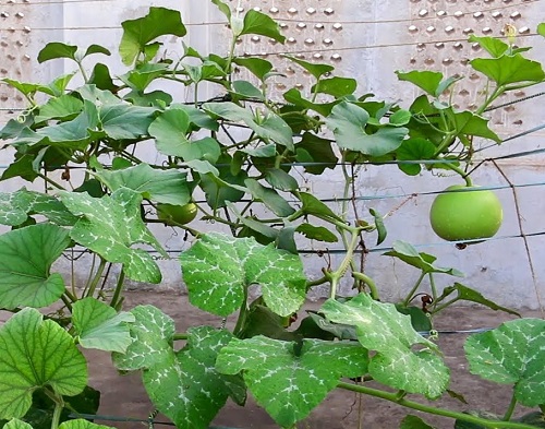 Tinda Growth Stages 