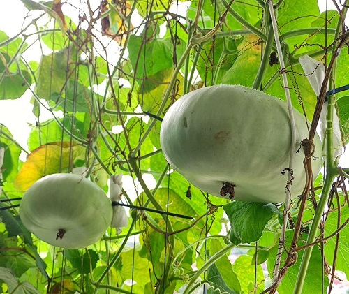 Requirements for Growing Tinda