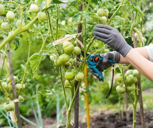 Pro Tips on Pruning Tomato Plants for Bumper Harvest 