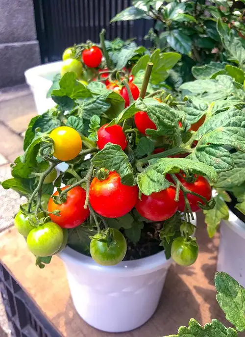 Epsom Salt for Tomatoes