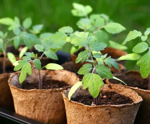 cultivate tomatoes using suckers