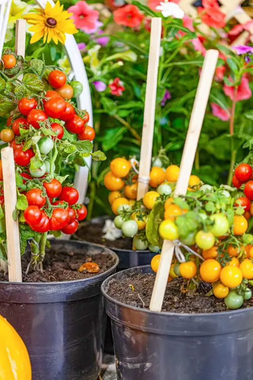 cultivate tomatoes using suckers2