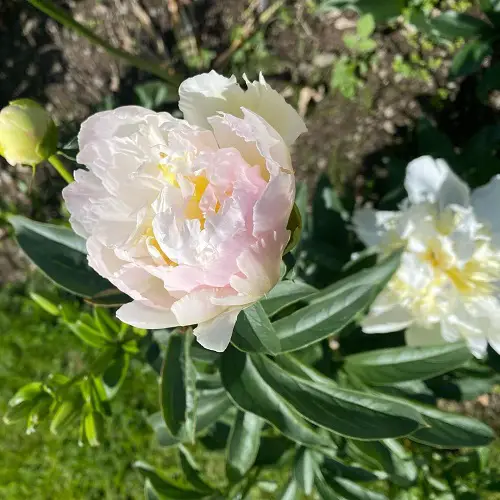 best Gorgeous Garden Yellow Peony Varieties