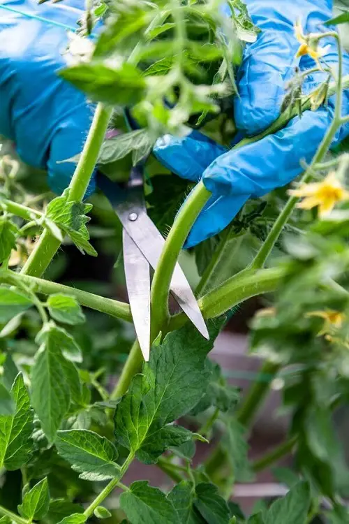 Growing Tomatoes in right ways