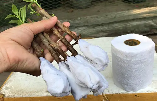 Cool Ways to Propagate Roses From Using Toilet Paper